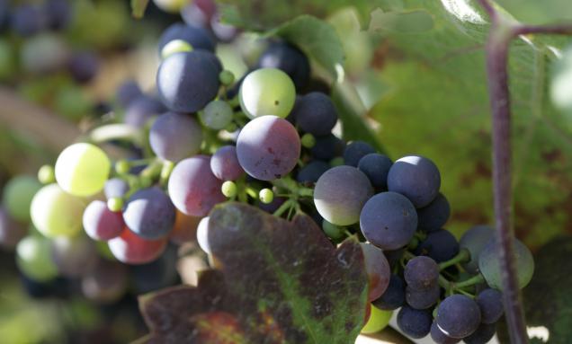 In the Books: 2015 Harvest Recap