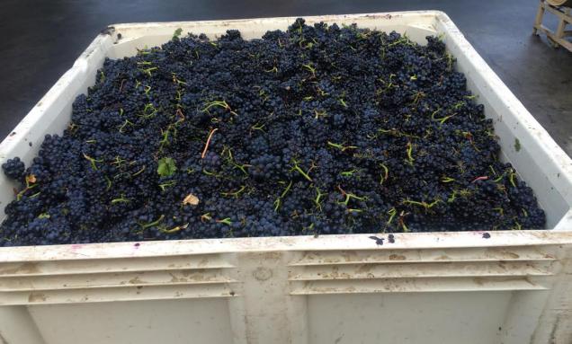 Behind the Scenes at Harvest