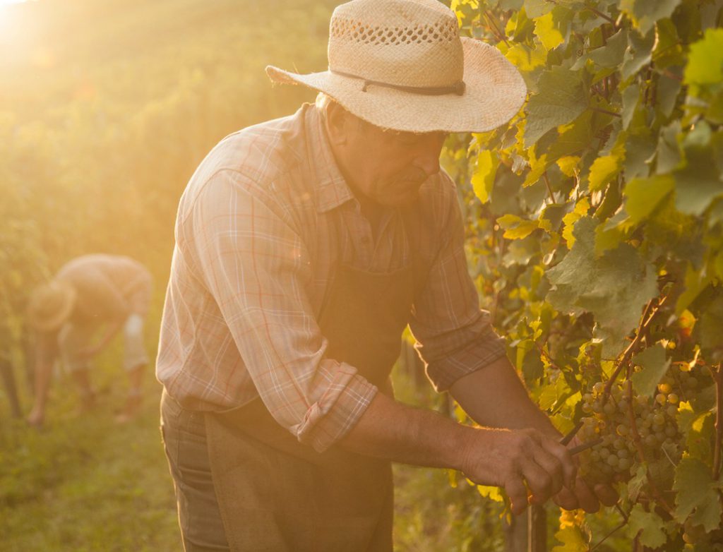 Sonoma-Cutrer Harvest