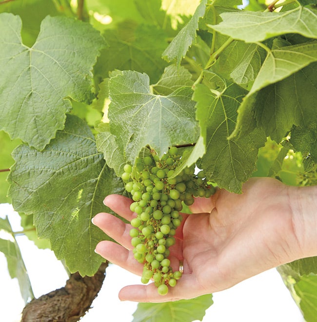 Sonom-Cutrer Chardonnay Grapes Vine Image