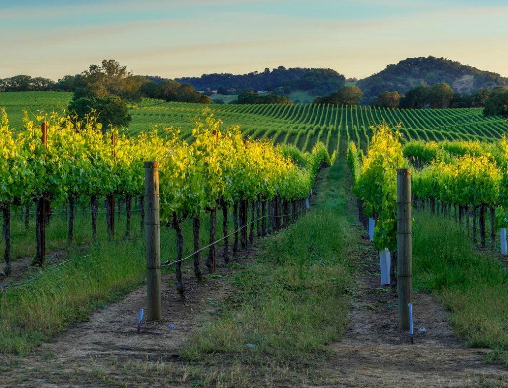trends-in-chardonnay-sonoma-cutrer-vineyard